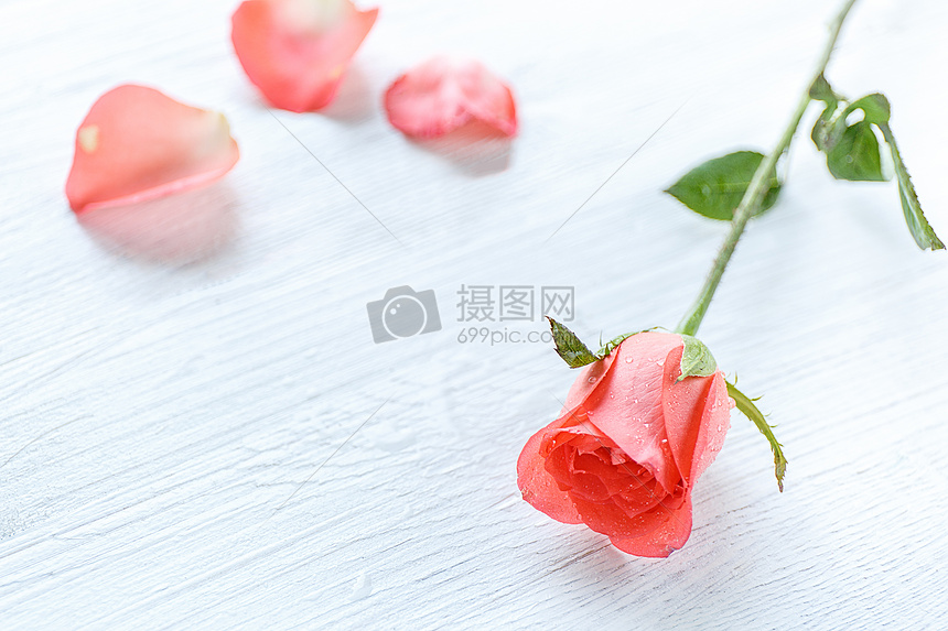  粉色玫瑰花图片