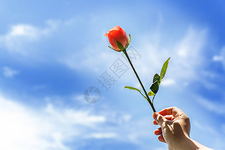 情人节手拿一支玫瑰花背景