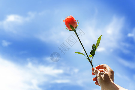 手拿一支玫瑰花蓝天高清图片素材