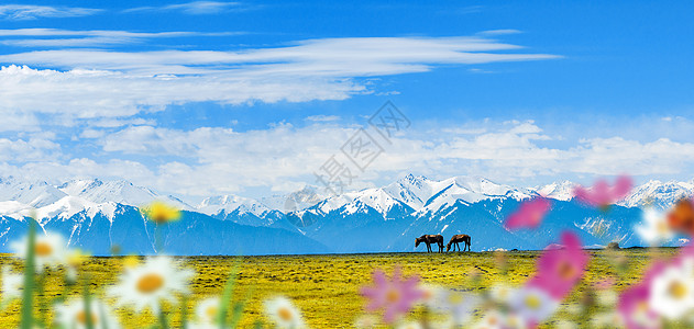 格桑花背景雪山马匹背景