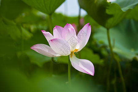 荷花澳门莲花高清图片