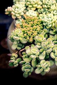 多肉植物图片