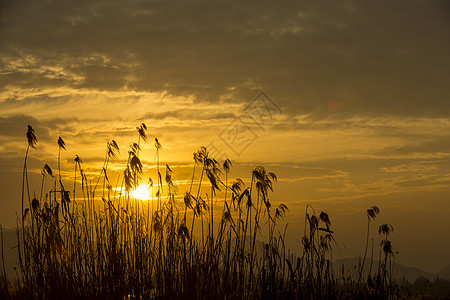 草剪影夕阳下的芦苇背景