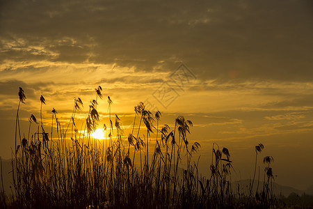 夕阳下的芦苇背景图片