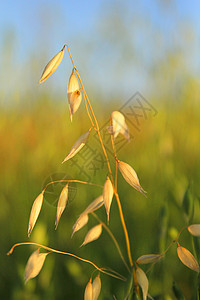 太阳菊小麦背景