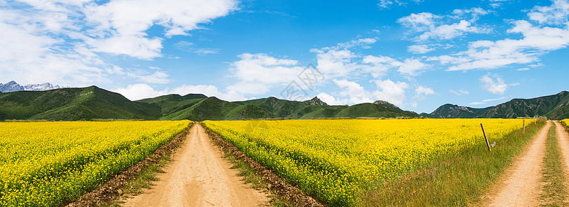 四川崇州油菜花风景川西八美油菜花春天美景背景