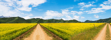 川西八美油菜花春天美景图片