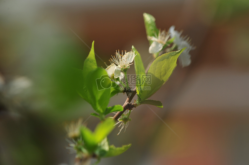 丁香花图片