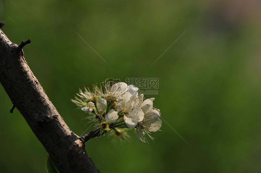 丁香花图片