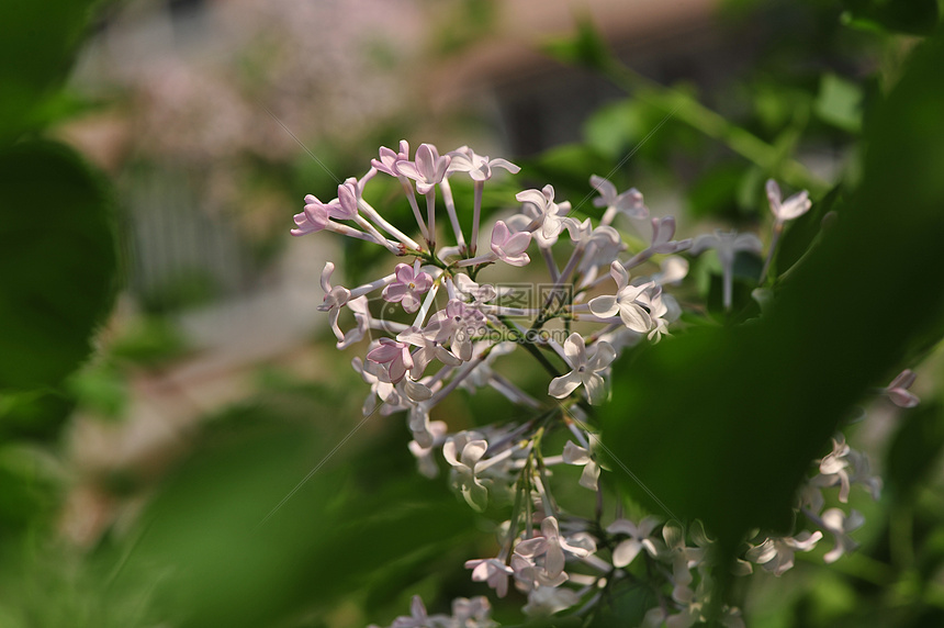 丁香花图片