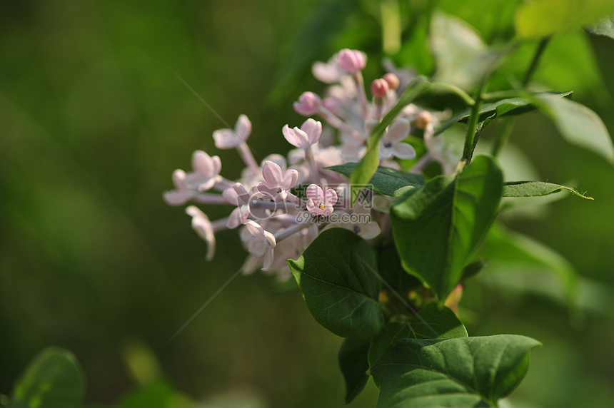 丁香花图片