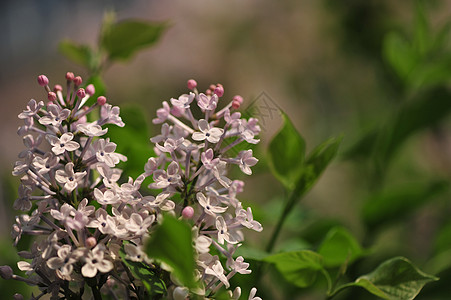 丁香花图片