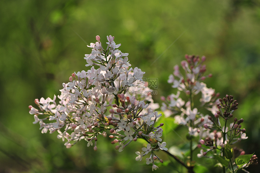 丁香花图片