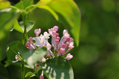 丁香花花园紫色树高清图片