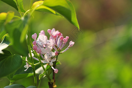 丁香花白色世界高清图片