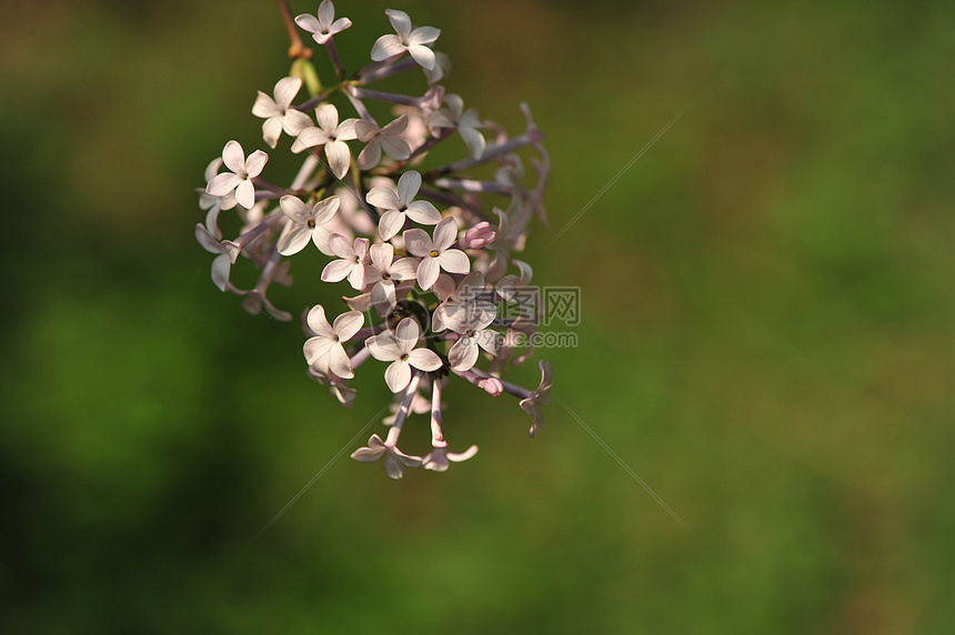 丁香花图片