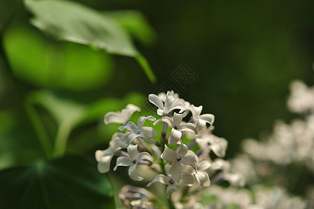 春天户外丁香花背景