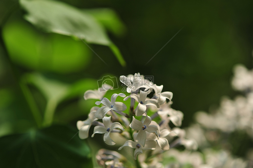 丁香花图片