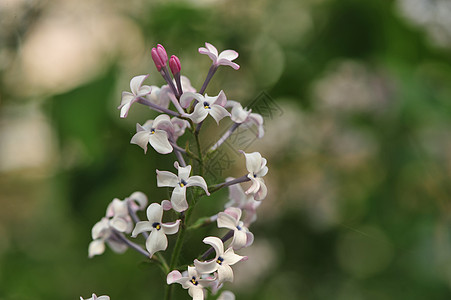 丁香花图片