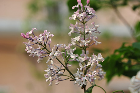 丁香花图片