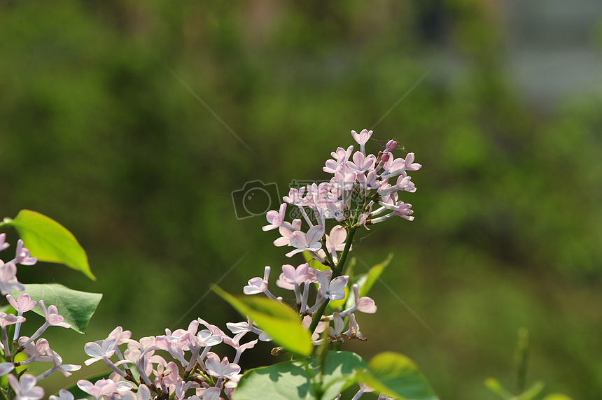 丁香花图片