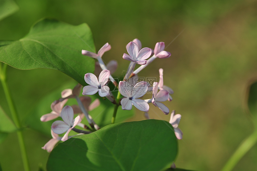 丁香花图片