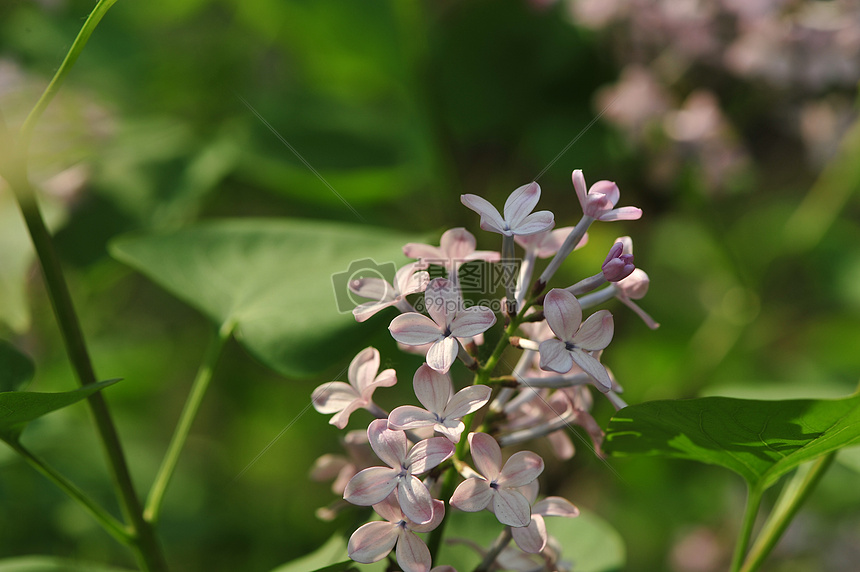 丁香花图片