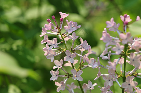 丁香花图片