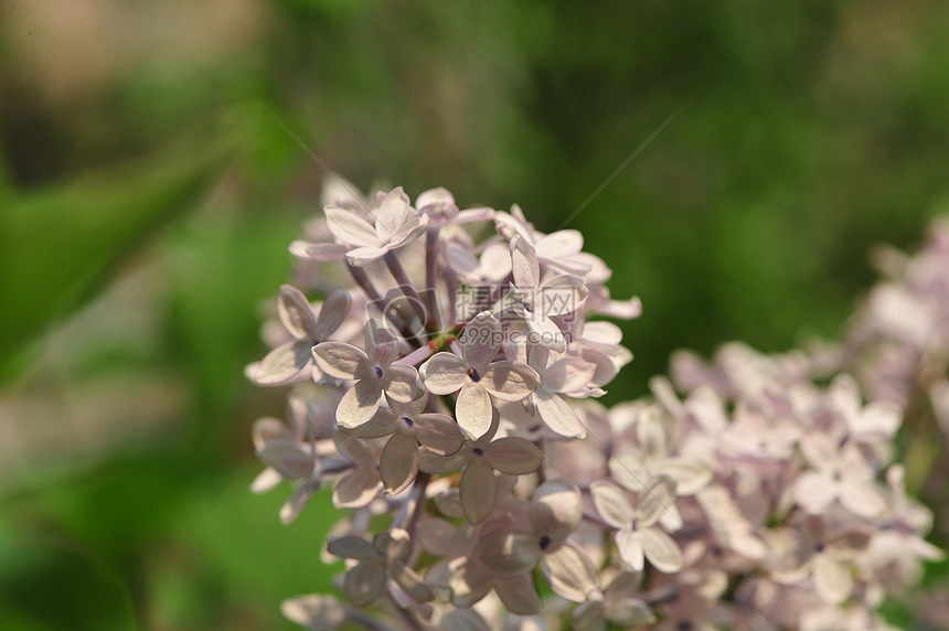 丁香花图片