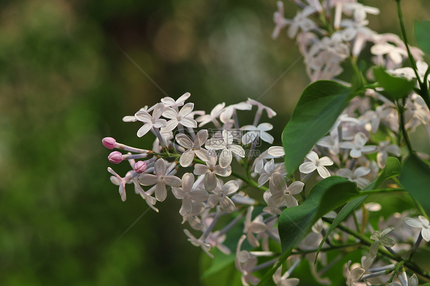 丁香花图片