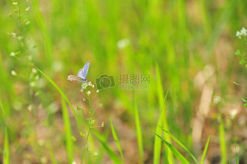 丁香花上的粉蝶图片