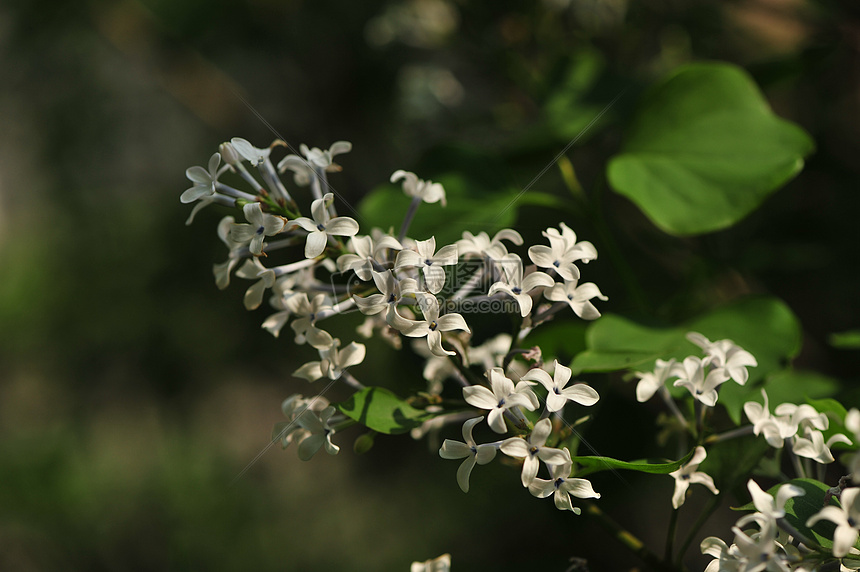 丁香花图片