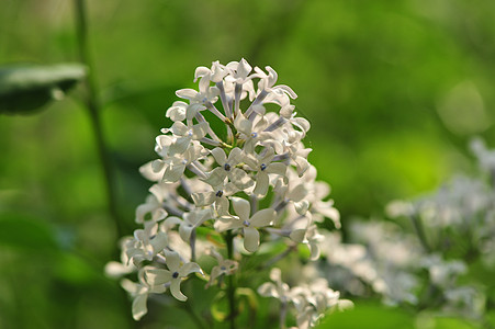 丁香花丁香姑娘高清图片