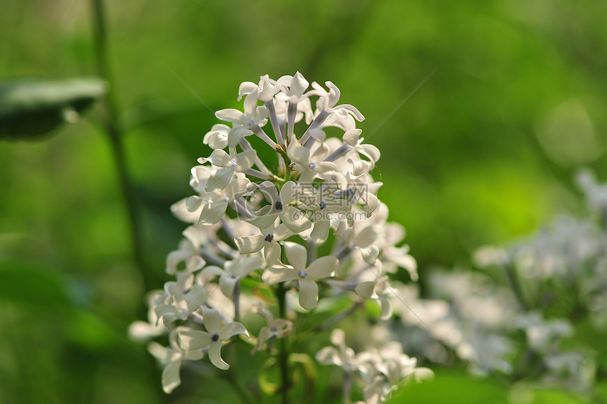 丁香花图片