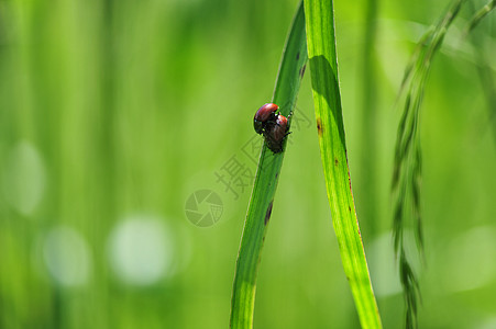 动物素材连拍昆虫背景