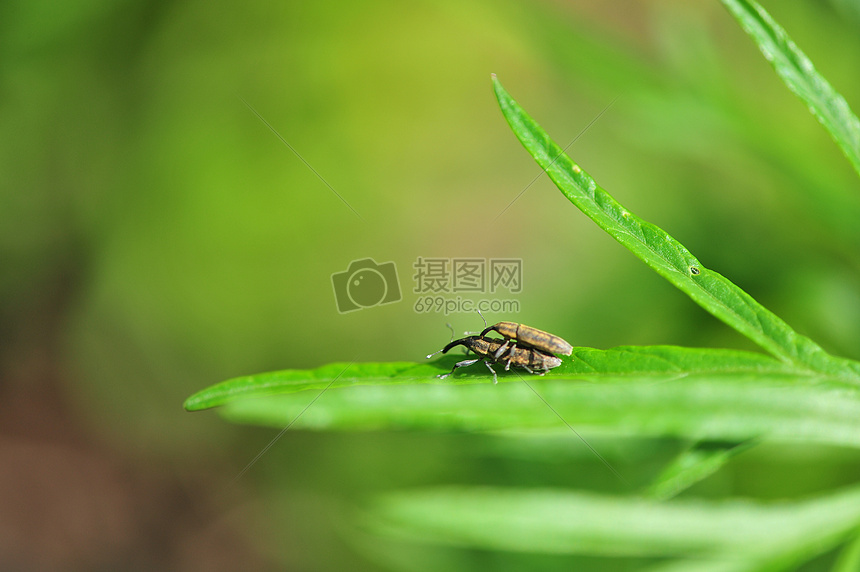 交配的昆虫图片