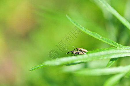 交配的昆虫昆虫交配高清图片