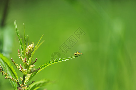 动物素材连拍昆虫背景