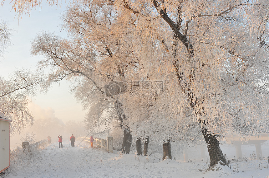 雪中的桥图片