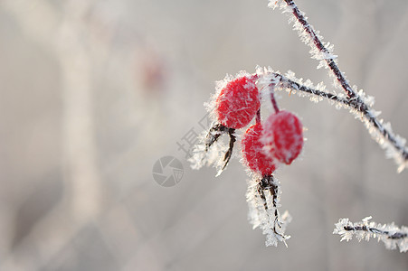冬天里的挂冰霜植物背景图片