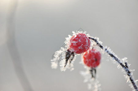冬天里的挂冰霜植物背景图片