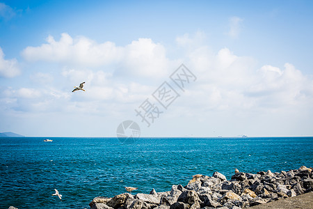 沙滩海鸥土耳其海鸥海景背景