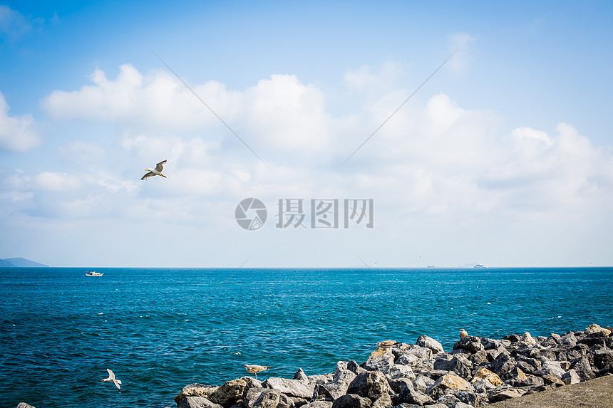 土耳其海鸥海景图片