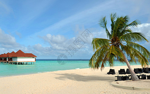 马尔代夫椰树图片