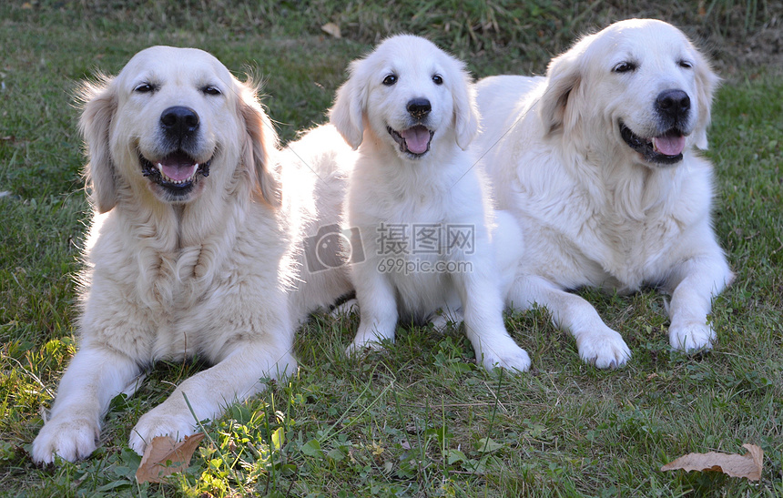 jpg  标签: 小狗犬狗猎犬家畜家养可爱宠物宠物狗动物人类的好朋友的