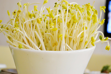 绿豆芽图片