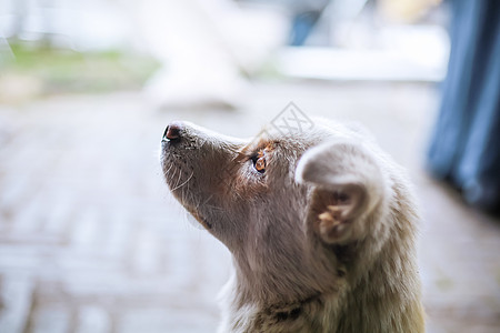 中华田园犬狗狗凝视的眼神背景