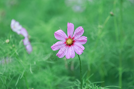 青草露珠雨季有露水的花背景