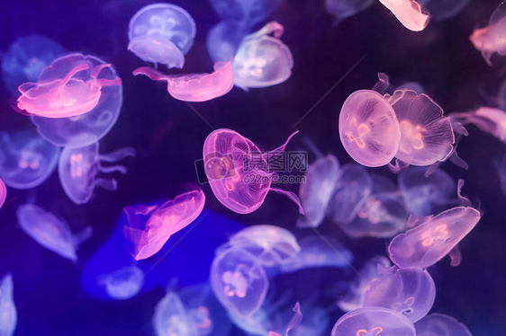 粉紫色海月水母图片素材_免费下载_jpg图片格式_VRF高清图片500562450