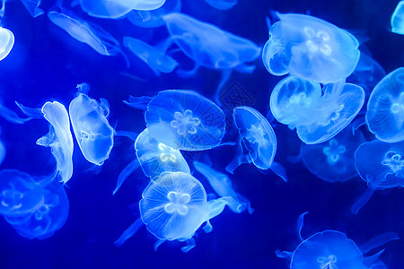 海洋生物手绘蓝色海月水母背景